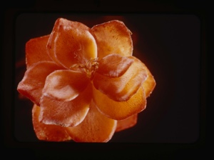 Image: sedum roseum