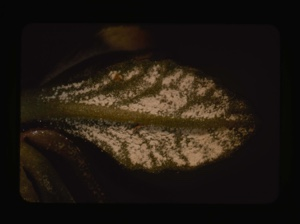 Image of primula farinosa, under side of leaf
