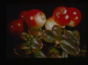 Image: vaccinium uliginosum, bilberry