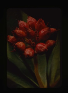 Image of red buds, cluster