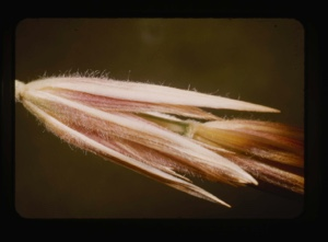Image: seed head
