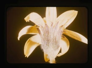 Image: yellow tipped flower