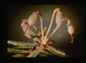 Image of ledum groenlandicum, Labrador tea