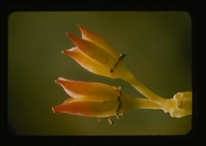 Image of sedum roseum, capsules