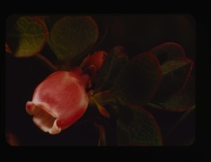 Image of vaccinium uliginosum, bog bilberry