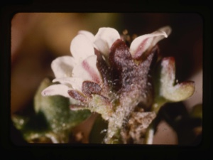 Image: cerastium alpinum