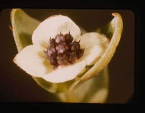 Image of cornus suecica