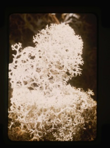 Image: lichen, white