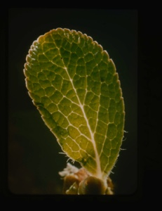 Image of arcto? bearberry leaf