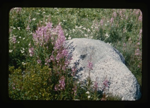 Image of arctic meadow