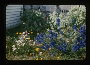 Image: garden corner