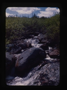 Image of brook, boulders, arctic plants