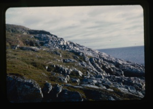 Image of ledges and mosses