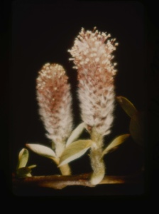 Image of Salix Arctica, 1 tall