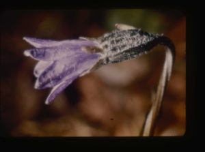 Image of campanula uniflora