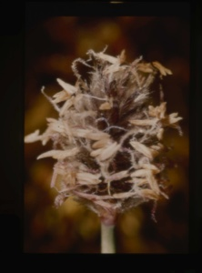 Image of grass seed head