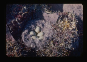 Image of Eider nest with 5 eggs