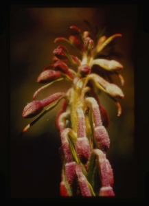 Image of fire buds