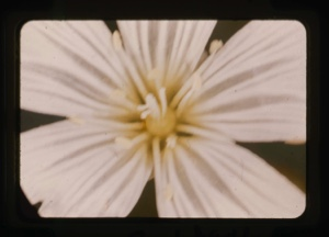 Image of cerastium alpinia
