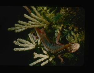 Image of Salamander on cordintes