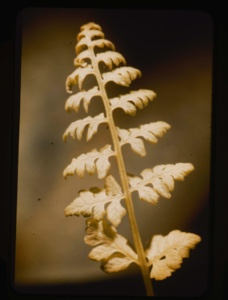 Image of woodsia ilvensis