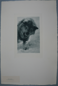 Image of The Huskie [the wolf dog of the Eskimos]