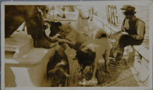 Image of Dogs on the Schooner Bowdoin