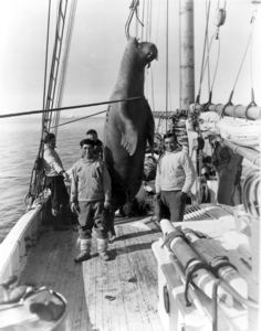 Image of Walrus on deck