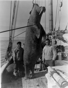 Image of Walrus on deck