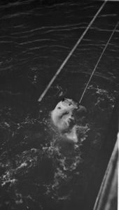 Image of Polar Bear in water, chewing on line 