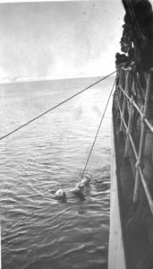 Image: Polar bear, tied, in water  by ship 