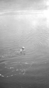 Image of Polar bear swimming, line attached 