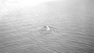 Image of Polar bear swimming 