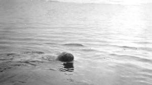 Image of Young walrus swimming 