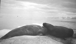 Image of Two walrus on ice floe