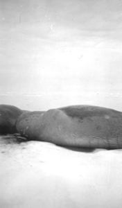 Image of Walrus on ice floe, detail