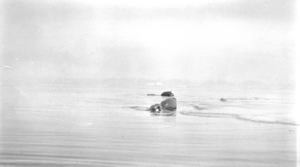 Image: Walrus swimming