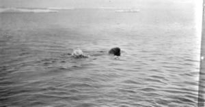Image of Walrus swimming