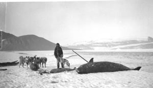 Image: Eskimo [Inuk] and team on beach by female narwhal 