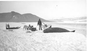 Image of Eskimo [Inuk] and team on beach by female narwhal