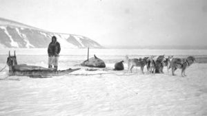 Image: Eskimo [Inuk] and team on beach by female narwhal 