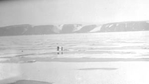 Image of Eskimos [Inuit] on ice with dead polar bear (?)
