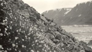 Image of Arctic flowers on rocky slope; ice floes beyond 