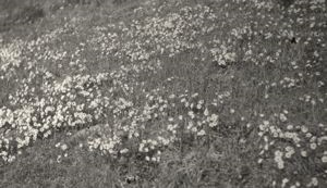 Image: Wildflowers