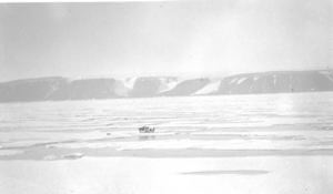 Image of Men on ice field, bending over polar bear [?]