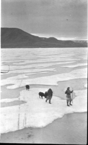 Image of Musk oxen following 2 Eskimos [Inuit] [Inuit]