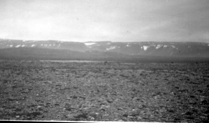 Image of Musk oxen in distance