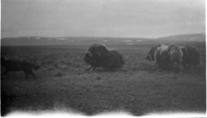 Image of Musk oxen and dog