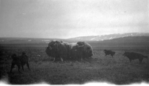 Image of Musk oxen and dogs