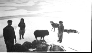 Image of Musk ox with men and carcasses